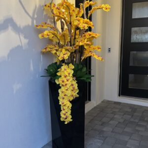 Orchids