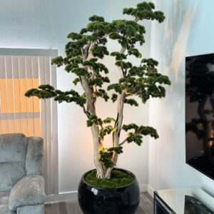 Bonsai