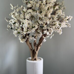 Cherry Blossom