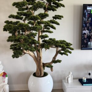 Bonsai on a round white vase