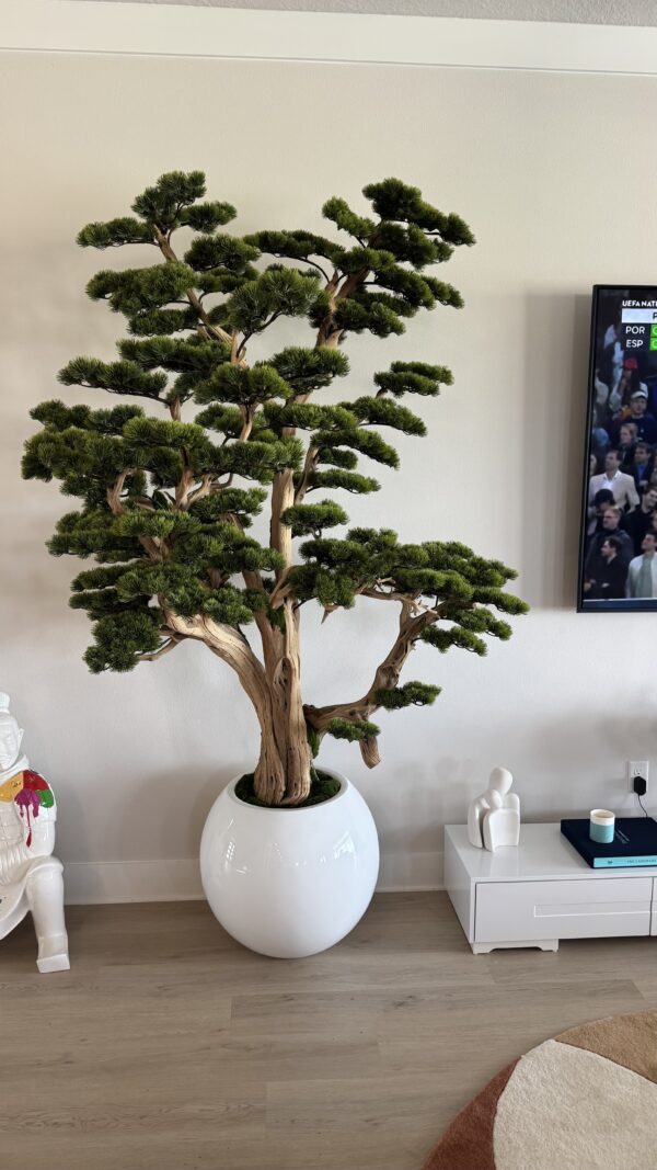 Bonsai on a round white vase