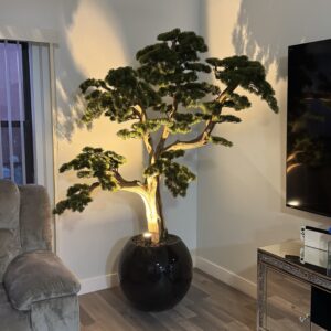 6ft bonsai in a round black vase