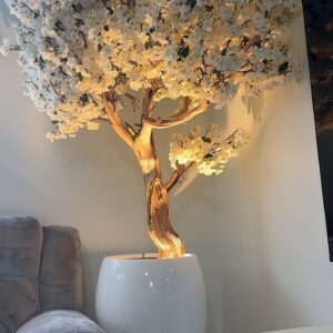 White cherry blossom the 7ft. on a white vase