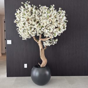 White cherry blossom tree "7ft" on a round matte black planter