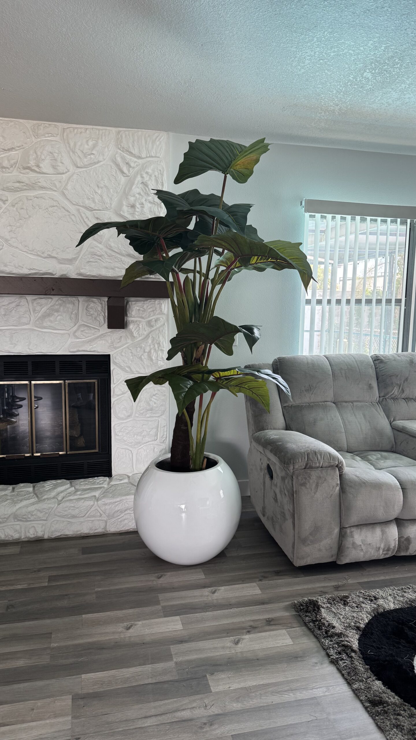 Red Prince Alocasia XL in white planter - Image 4