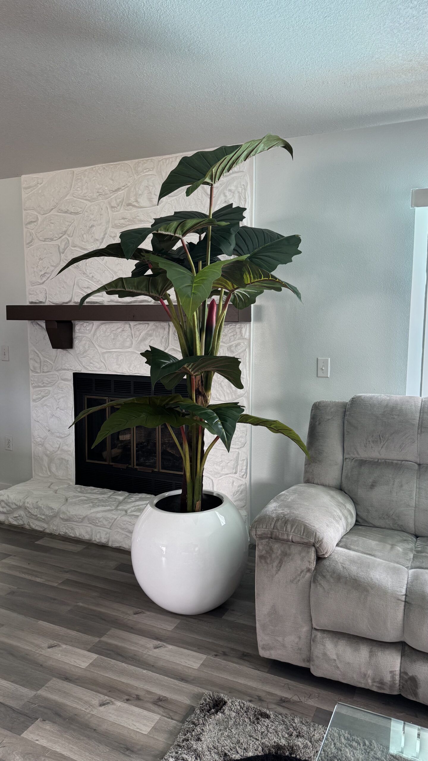 Red Prince Alocasia XL in white planter - Image 3
