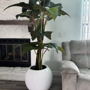 Red Prince Alocasia  XL in white planter