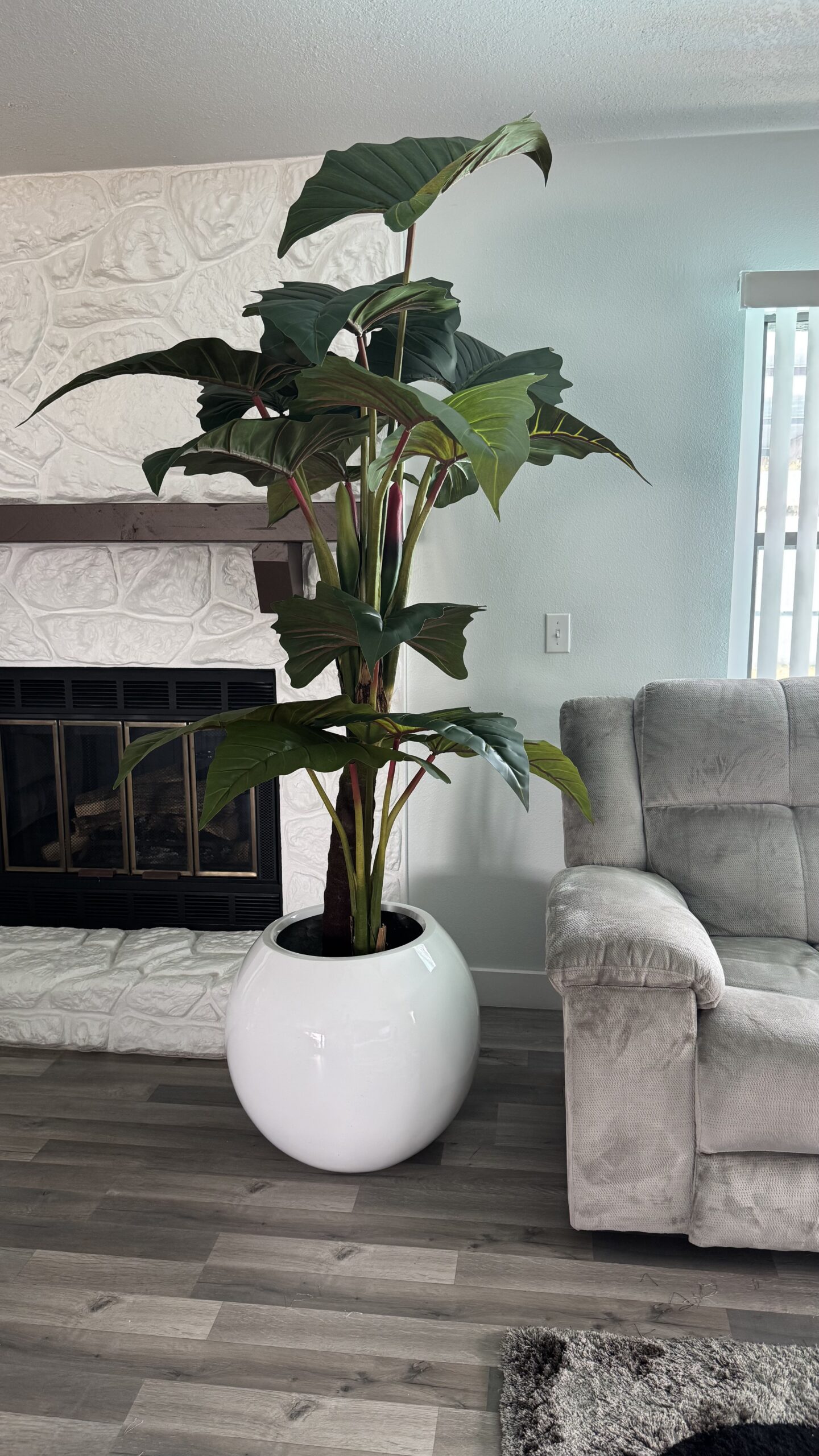 Red Prince Alocasia XL in white planter