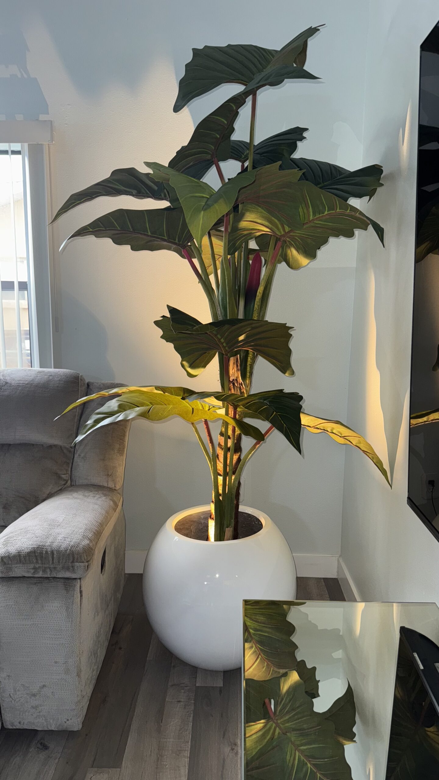 Red Prince Alocasia XL in white planter - Image 2