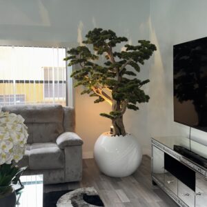 Bonsai "8 ft" on a round white planter