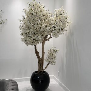White cherry blossom tree "8ft" on a black planter